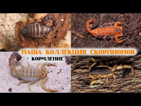 Видео: Обзор коллекции скорпионов. Кормление