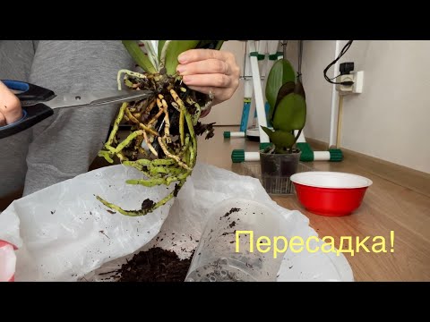 Видео: ВЛОГ: Пересаживаю орхидеи. Купили новую вафельницу Wilfa. Вафельница Redmond развалилась.