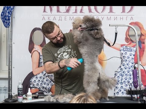 Видео: Стрижка пуделя. Роман Фомин. Мастер-класс по грумингу