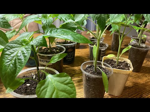 Видео: ПОДКОРМИЛА РАССАДУ теперь она крепкая коренастная!