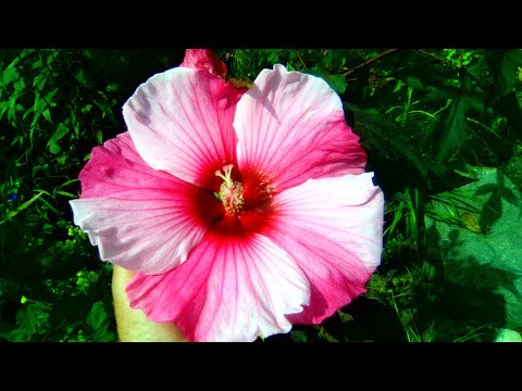 Видео: Гибискус травянистый до цветения, особенности выращивания.