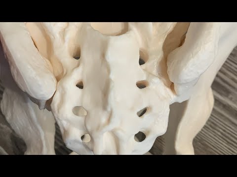 Видео: Таз и крестец! Движение костей