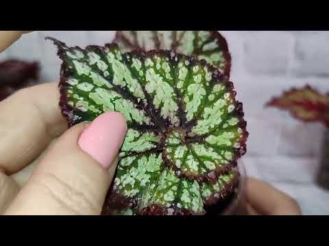 Видео: Красота - страшная сила!