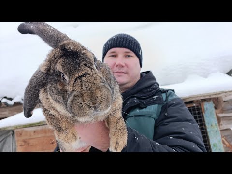 Видео: Картофель для кроликов. Корм для откорма.