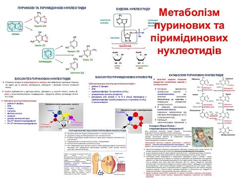 Видео: Крок 1 Біохімія. Метаболізм пуринових та піримідинових нуклеотидів