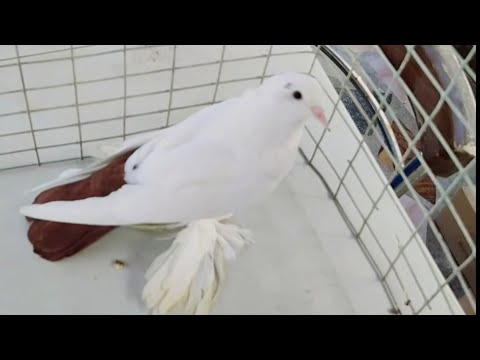 Видео: Бойние голуби. Краснохвостый каким должен бить. 10.12.24 Грузия Тбилиси