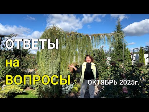 Видео: КОМНАТЫ в саду | ГОРТЕНЗИИ РАСТУТ на солнце  | ЛИЛИИ не ЗАЦВЕТУТ 🌺 | ПРОДАЮ РАСТЕНИЯ или нет