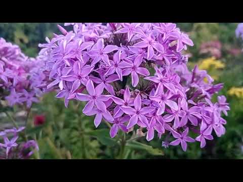Видео: флоксы, самые любимые, мелкоцветковые