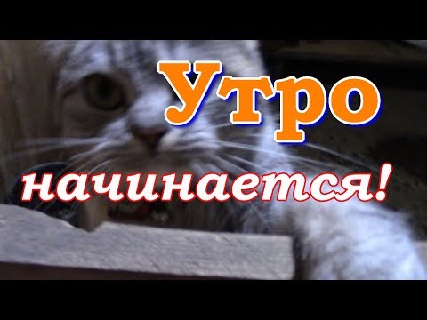 Видео: Утро начинается!