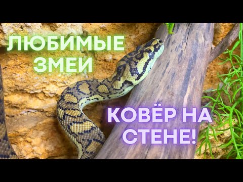 Видео: Любимая змея: ковёр на стене! / Favorite snake: carpet on the wall