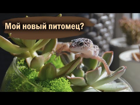 Видео: ЭУБЛЕФАР ИЛИ КАК ПРИРУЧИТЬ ДРАКОНА