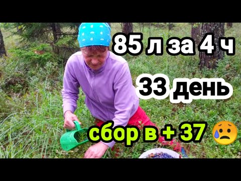 Видео: Как быстро собирать чернику. НОВЫЙ РЕКОРД 85Л . Сбор черники в +37