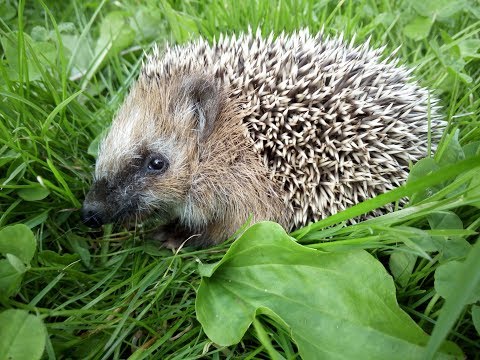 Видео: Ежик на даче. Как подружиться и чем угостить