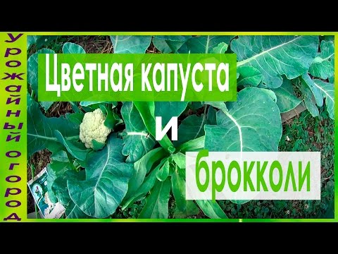 Видео: ЦВЕТНАЯ КАПУСТА !!!СЕКРЕТ ХОРОШЕГО УРОЖАЯ!!!