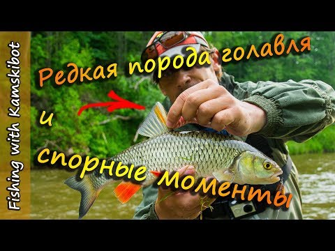 Видео: Ловля голавля на перекате в начале лета, оснастки и снасти для ловли голавля. [Пора ловить Голавля]
