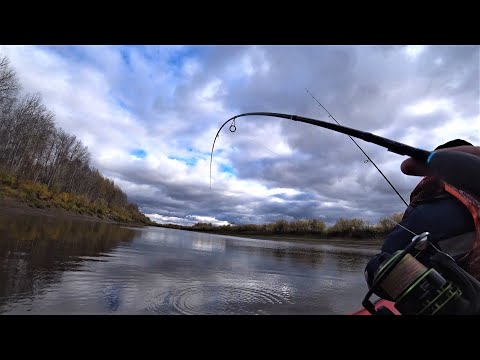 Видео: Рыбалка на реках Сосьва, Лозьва и Тавда, 08.10.2022.