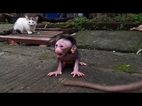 Видео: Бедный детеныш обезьяны, Кричит и бежит, чтобы обнять меня.