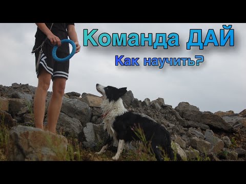 Видео: Как научить собаку команде «Дай»  #bordercollie #туториал #okki