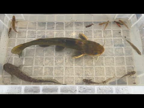 Видео: Ловите и наблюдайте за японскими речными существами. Сом, гиги, ярко-красные креветки.