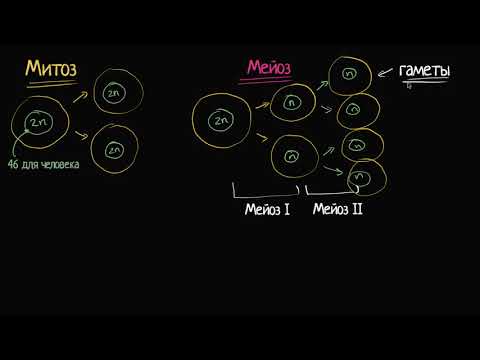 Видео: Сравнение митоза и мейоза (видео 5)| Деление Клетки | Биология