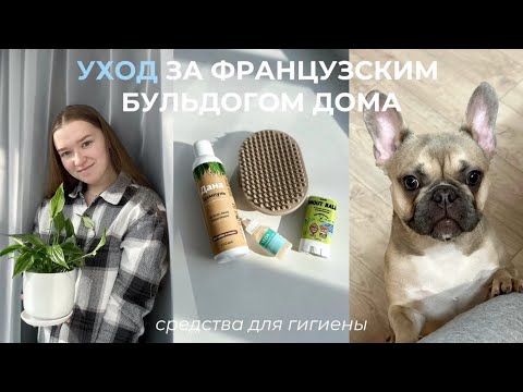 Видео: УХОД за французским бульдогом| Средства для гигиены собаки| Съела бургер| Рецепт запеченного перца