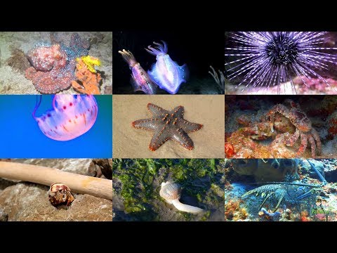 Видео: Морские животные на английском языке для детей (с видео)