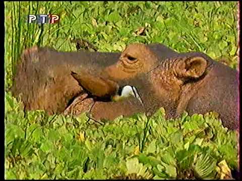 Видео: Диалоги о животных (РТР, 12.2000)