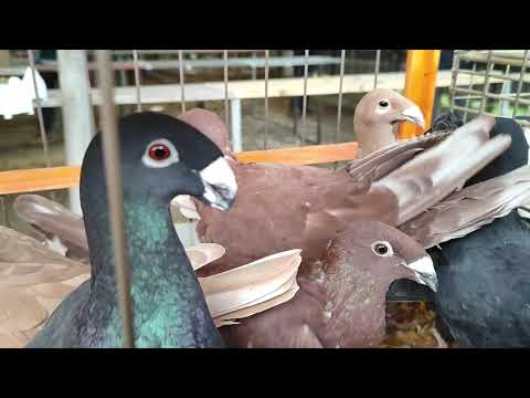 Видео: 5.10.2025г ст.Бронницы Московская область!!!