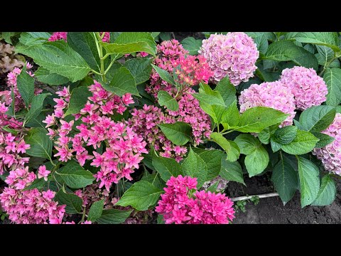 Видео: Гортензия крупнолистная с махровыми цветами 