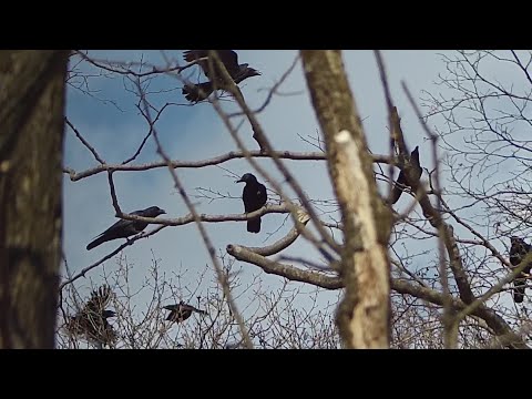 Видео: Ликвидация чёрных ворон с атн прицелом 2