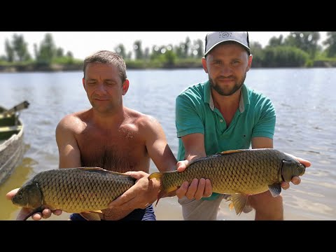 Видео: В погоне за сазаном на Ахтубу, рыбалка на реке Ахтуба, Рыбалка 2020, карпфишинг, Рыбалка Маляевка,
