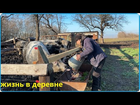 Видео: СДЕЛАЛ КОРМУШКУ ДЛЯ БЫКОВ А ИМ НЕ НРАВИТСЯ, НО ЭТО ПОПРАВИМО, ЖИЗНЬ В ДЕРЕВНЕ