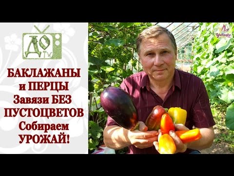 Видео: БАКЛАЖАНЫ и ПЕРЦЫ: пора собирать УРОЖАЙ! Искусственное опыление БАКЛАЖАНОВ