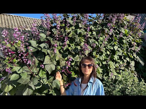 Видео: ВЛОГ:Приготовила икру,приехала на дачу,распаковка товаров с Китая