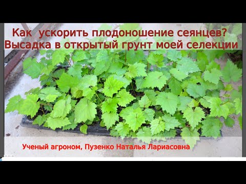Видео: Селекция винограда, высадка в открытый грунт. Чтобы  сеянец быстрее вступил в плодоношение нужно...
