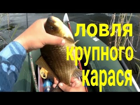 Видео: Ловля крупного карася В Курганской области.