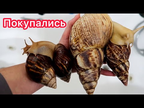 Видео: УБОРКА У УЛИТОК АХАТИН И ИММАКУЛЯТ! УЛИТЯТА