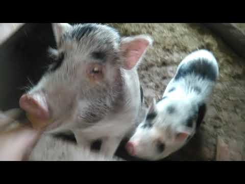 Видео: Вьетнамские вислобрюхие поросята способы содержания