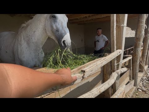 Видео: Кок боруну  кайрып озум алдым 13 августа 2025 г.