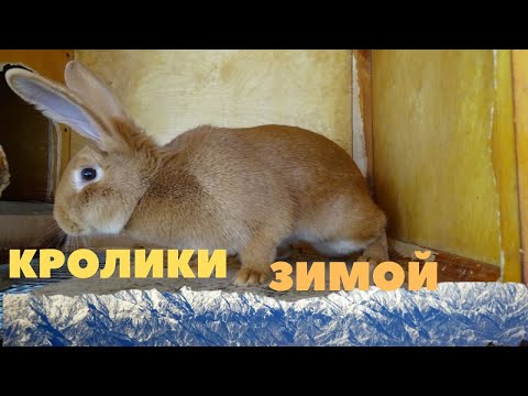 Видео: Зимнее уличное содержание Бургундских кроликов, окролы в холода