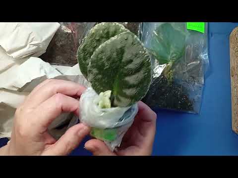 Видео: Распаковка посылки , фиалки #фиалка