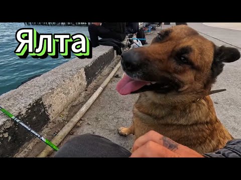Видео: ▶️  Люди купаются.Море днем и вечером.Набережная Ялты.Жизнь на море / Ялта
