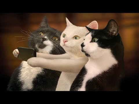 Видео: Я РЖАЛ ДО СЛЕЗ 😹 СМЕШНЫЕ КОШКИ И СОБАКИ | СМЕШНЫЕ ЖИВОТНЫЕ 2023 😹 ЛУЧШИЕ ПРИКОЛЫ #82