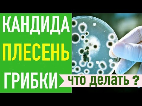 Видео: КАНДИДА, ГРИБКИ, ПЛЕСЕНЬ  Системный подход  Что делать?