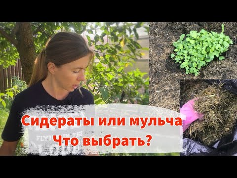 Видео: Сею сидераты для повышения плодородия почвы. Какие сидераты подойдут осенью