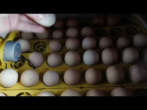 Видео: Овоскопирование куриных яиц на 15 день. Странное яйцо.