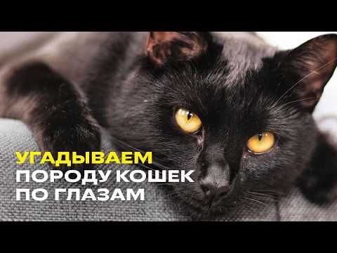 Видео: Угадай породу кошки по глазам! 👁🐱 Сможешь пройти весь квиз?