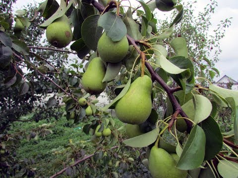 Видео: Домашняя наливка из груш - рецепт на самогоне или водке / Рецепты наливок / Самогон Саныч