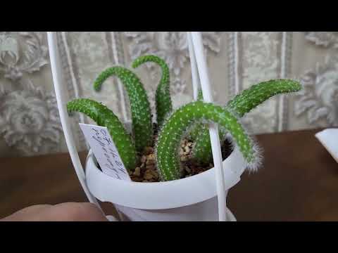 Видео: Обезьяньи Бега или Как вырастить из семян Хильдевинтеру. Конец проекта. 24.01.2024.