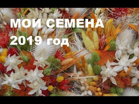 Видео: Семена каких сухоцветов могу выслать. Часть 1-ая.